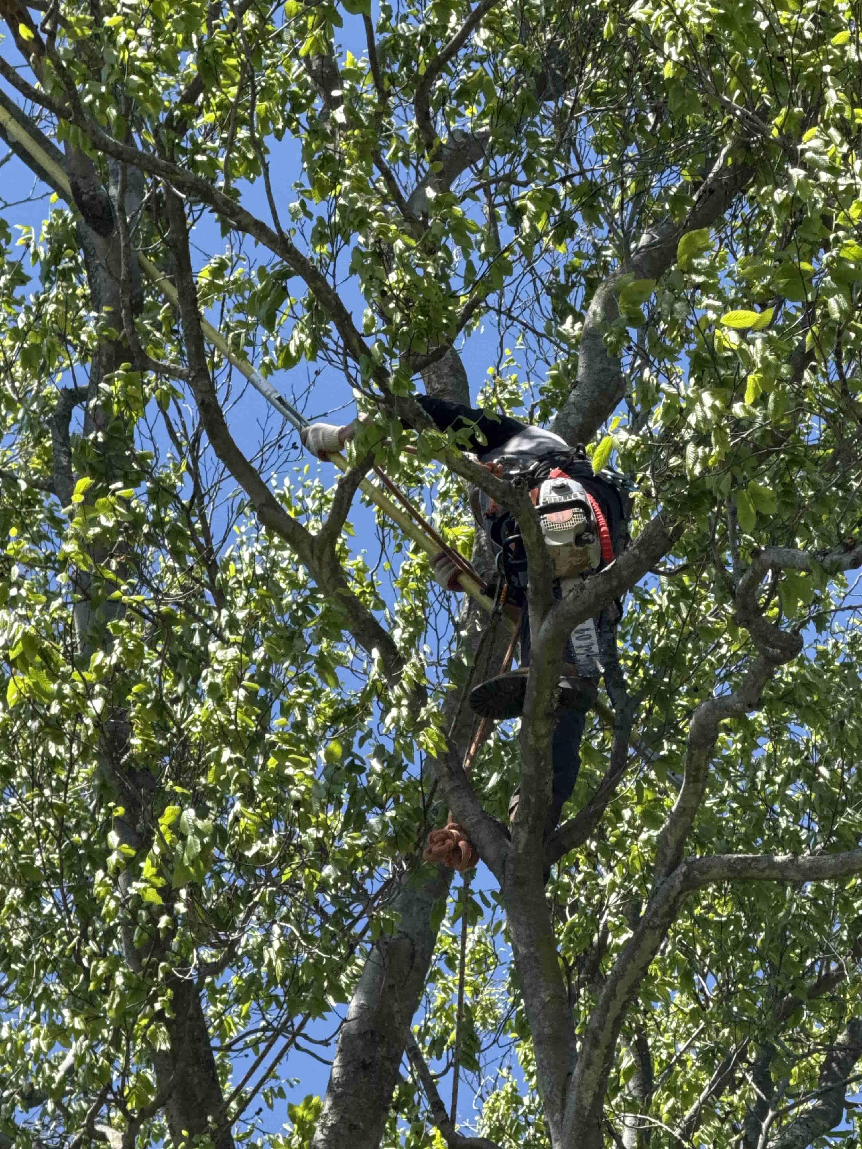 Pruning and Trimming